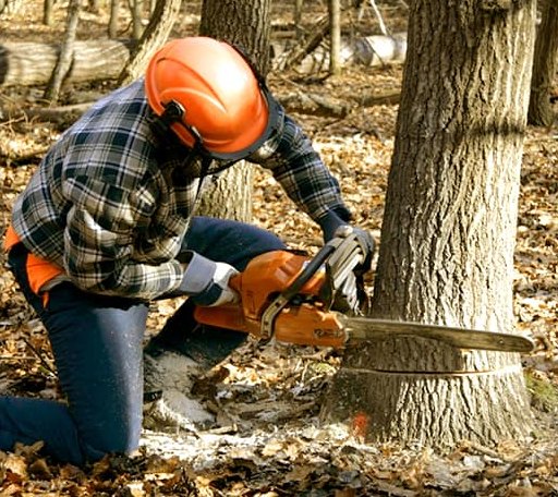 Tree Removal in La Crosse, VA